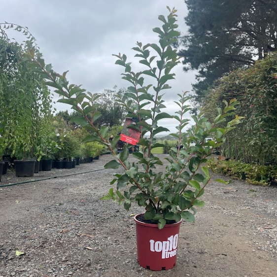 Lagerstroemia Tuscarora (Bush Form)