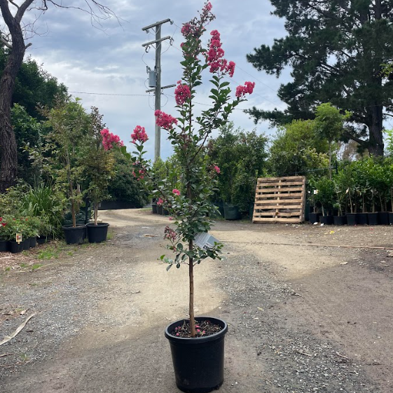 Lagerstroemia Tuscarora Crepe Myrtle (Tree Form)