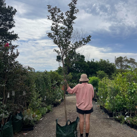 Lagerstroemia Tuscarora Crepe Myrtle (Tree Form)