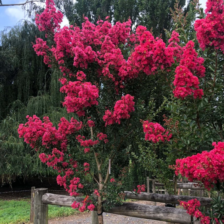 Lagerstroemia Tuscarora (Bush Form)