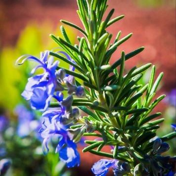 Rosmarinus officinalis Tuscan Blue