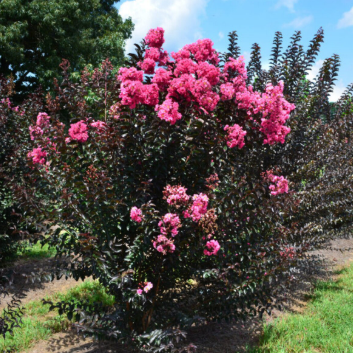 Lagerstroemia Twilight Magic Crepe Myrtle