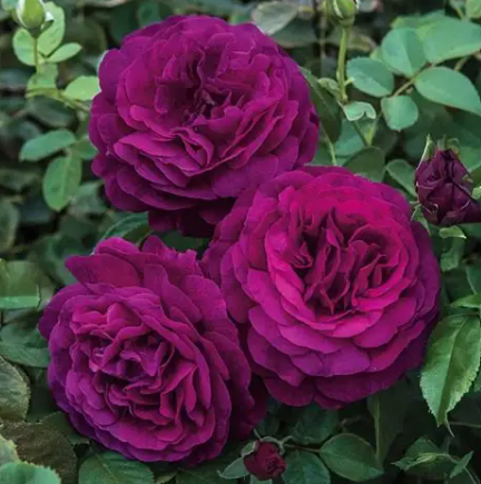 Twilight Zone Rose
