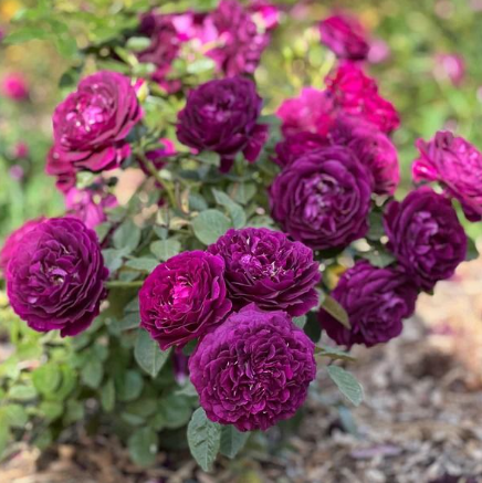 Twilight Zone Rose