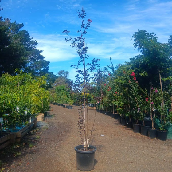 Lagerstroemia Twilight Magic Crepe Myrtle