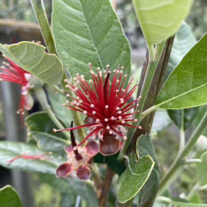 Acca sellowiana Unique Feijoa
