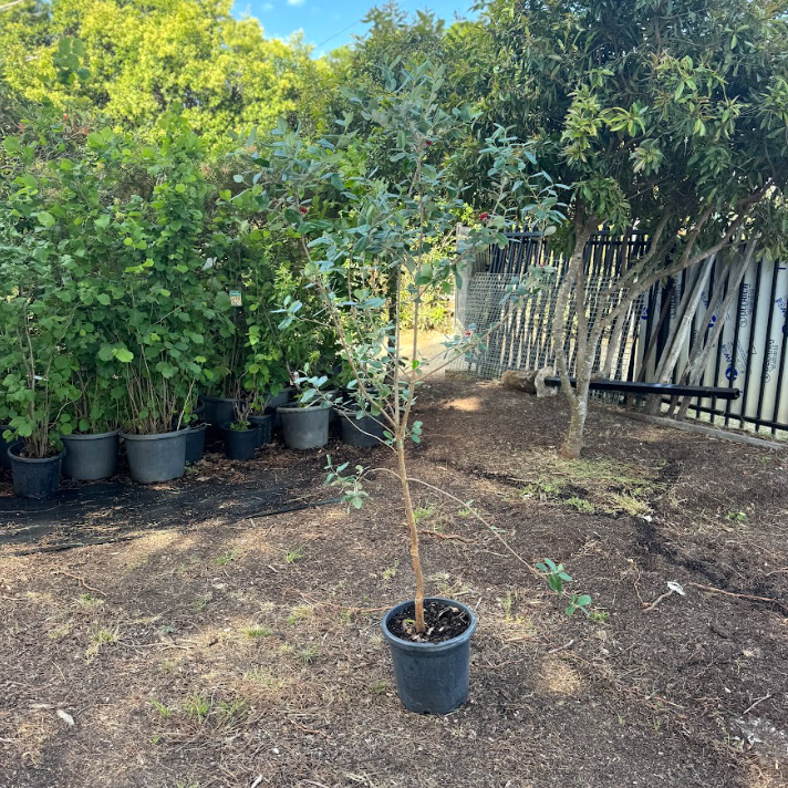 Acca sellowiana Unique Feijoa