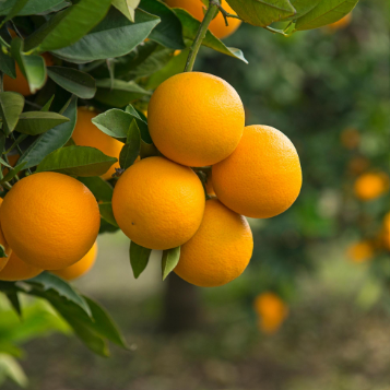 Citrus sinensis Valencia Seedless Dwarf Orange