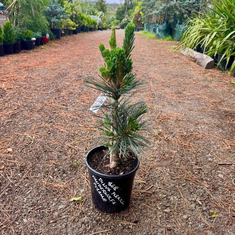 Pinus flexilis Vanderwolfs Pyramid
