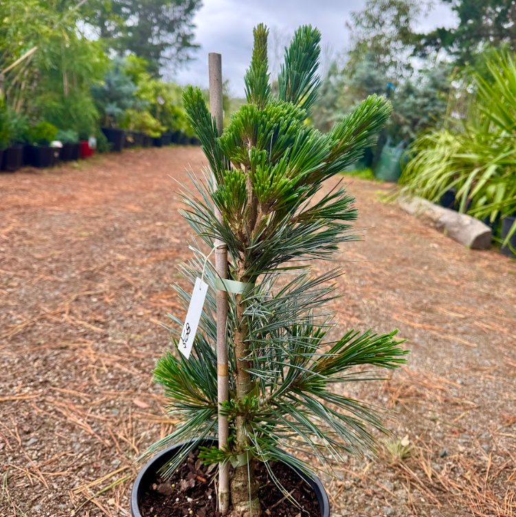 Pinus flexilis Vanderwolfs Pyramid