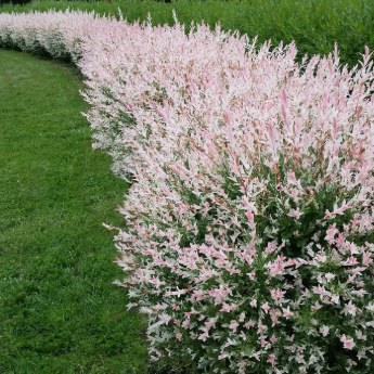 Salix Hakuro Nishiki Variegated Willow