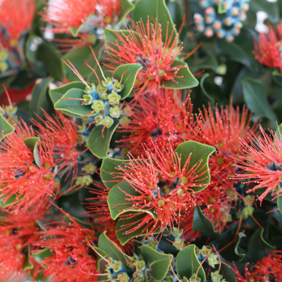 Metrosideros collina PBR Velvet Sky™