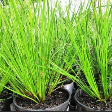 Lomandra longifolia Verday