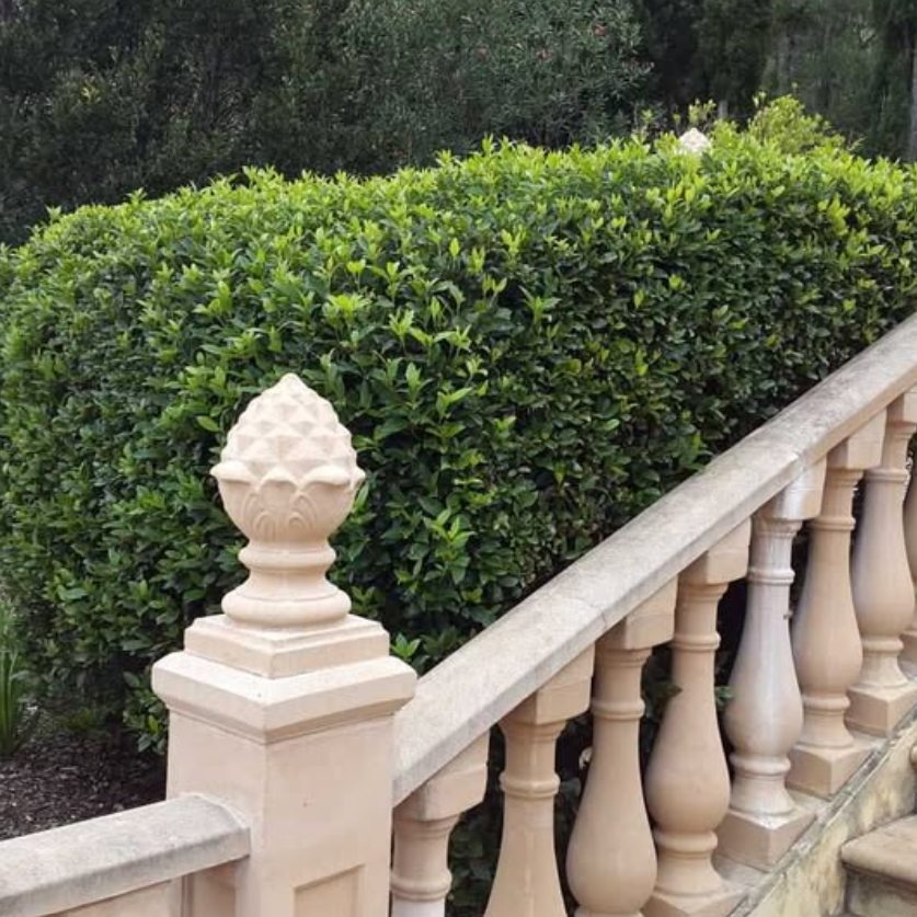 Viburnum odoratissimum