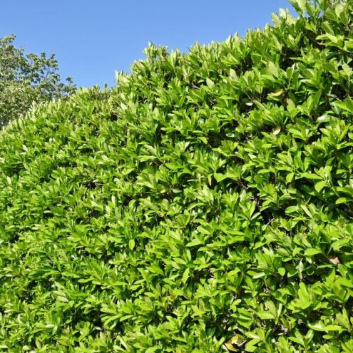Viburnum odoratissimum