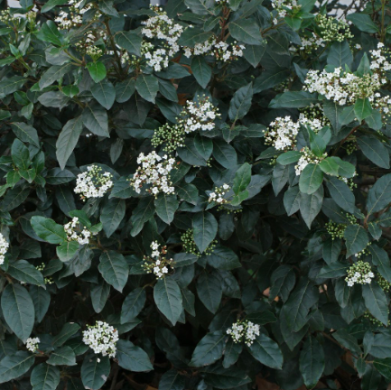 Viburnum tinus
