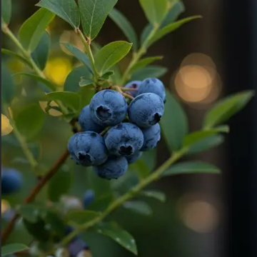 Vaccinium spp. Vitality Blueberry