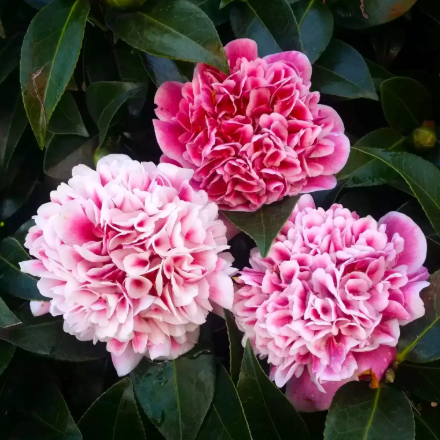 Camellia japonica Volunteer
