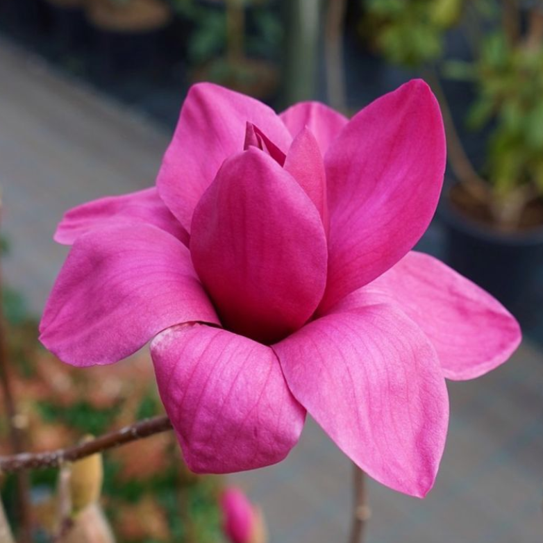 Magnolia x soulangeana Vulcan