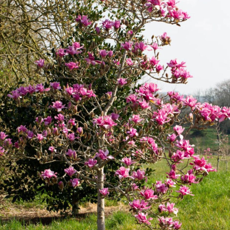 Magnolia x soulangeana Vulcan