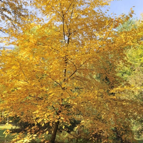 Betula pendula Wades Golden Birch