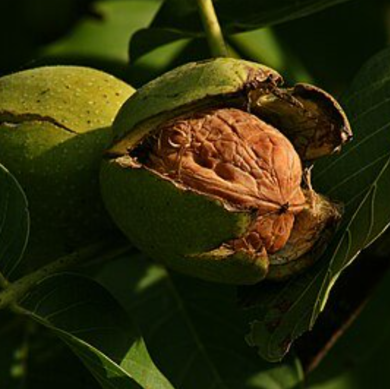 Juglans nigra Black Walnut