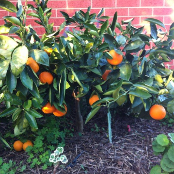 Citrus sinensis Washington Navel Dwarf Orange