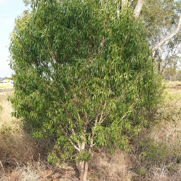 Myoporum montanum Water Bush