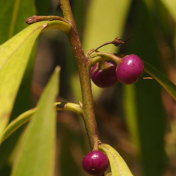 Myoporum montanum Water Bush