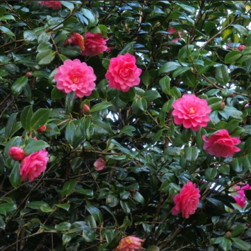 Camellia x williamsii Water Lily