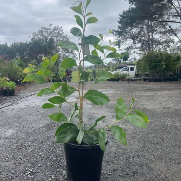Acacia pycnantha Golden Wattle