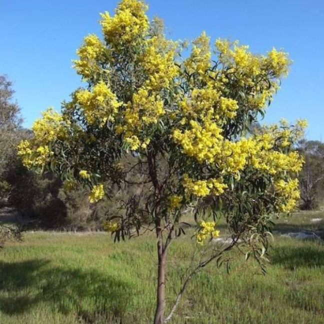 Acacia pycnantha Golden Wattle