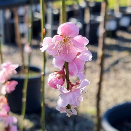 Prunus mume Pendula Weeping Apricot