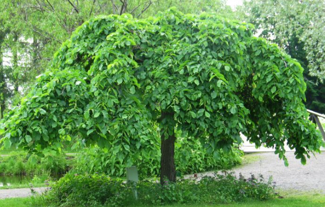 Ulmus glabra Pendula Weeping Elm