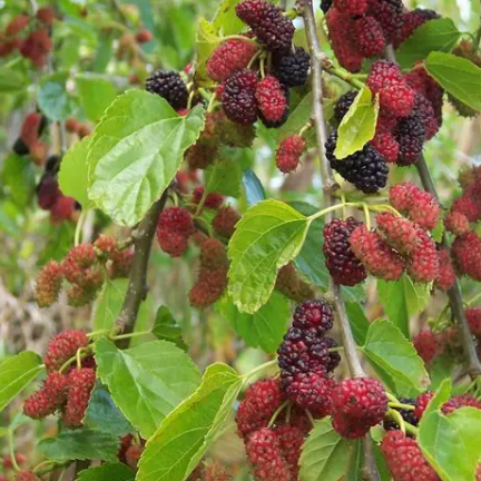 Morus alba pendula Weeping Mulberry