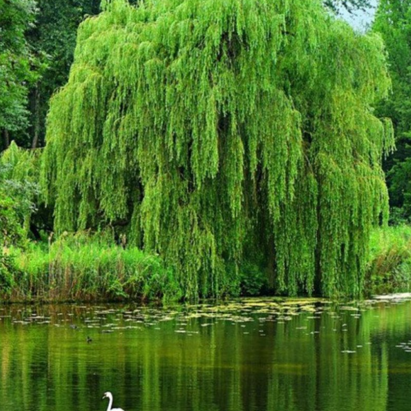 Salix babylonica Weeping Willow