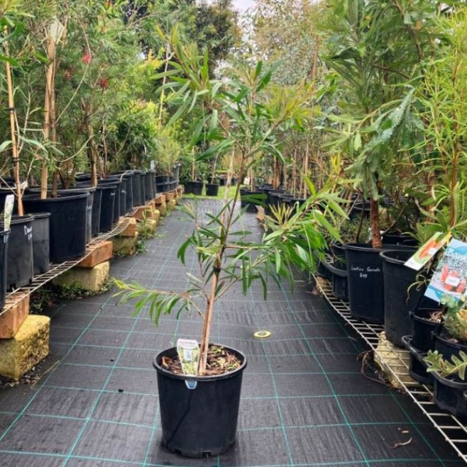 Callistemon citrinus White Anzac