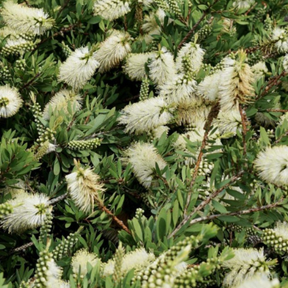 Callistemon citrinus White Anzac