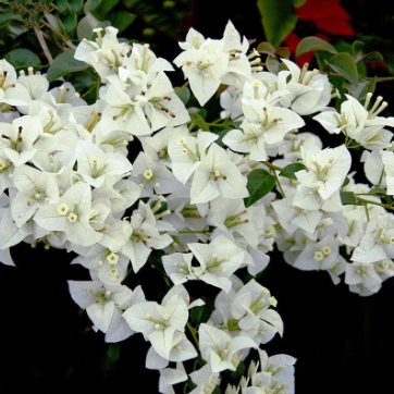 Bougainvillea glabra White Cascade