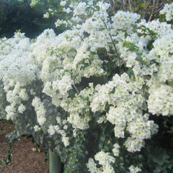 Bougainvillea glabra White Cascade
