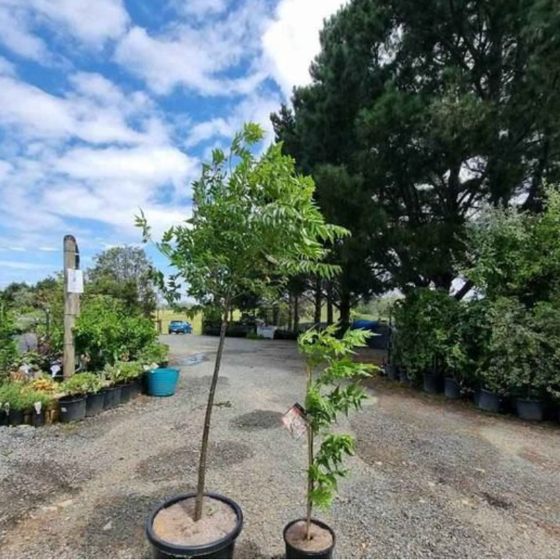 Melia azedarach White Cedar