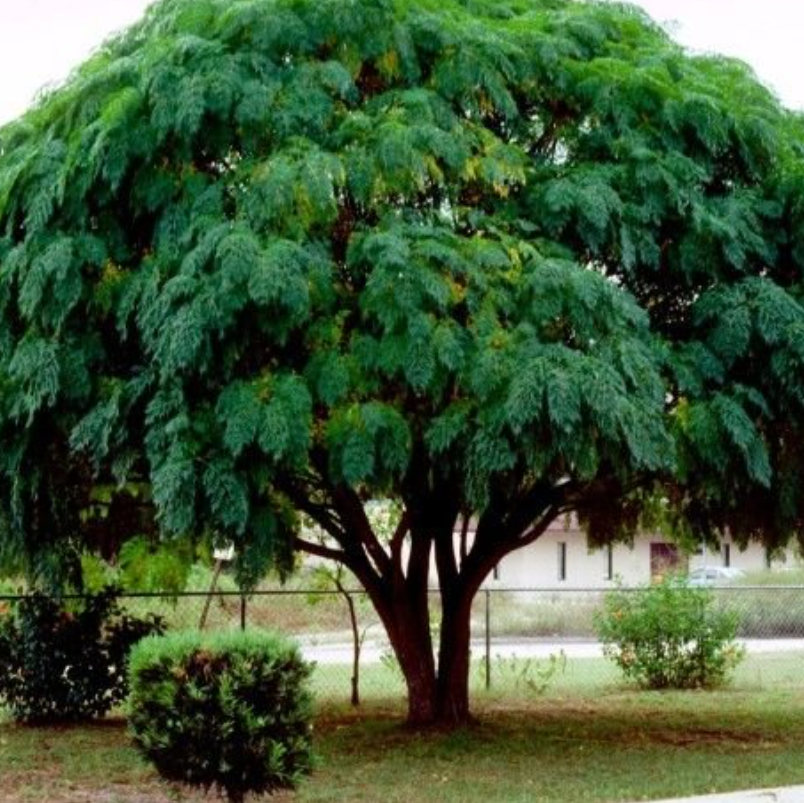 Melia azedarach White Cedar