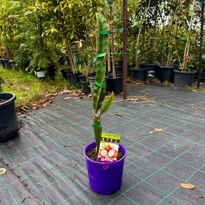 Hylocereus undatus White Dragon Fruit