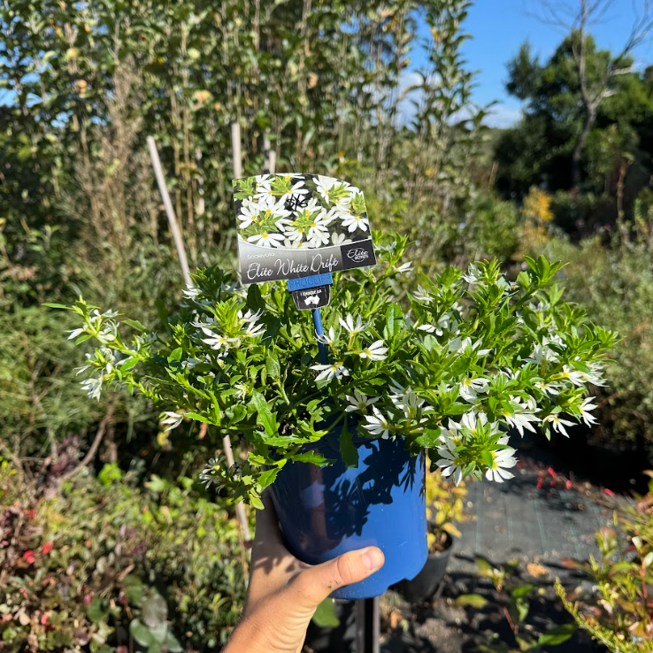 Scaevola aemula Elite White Drift