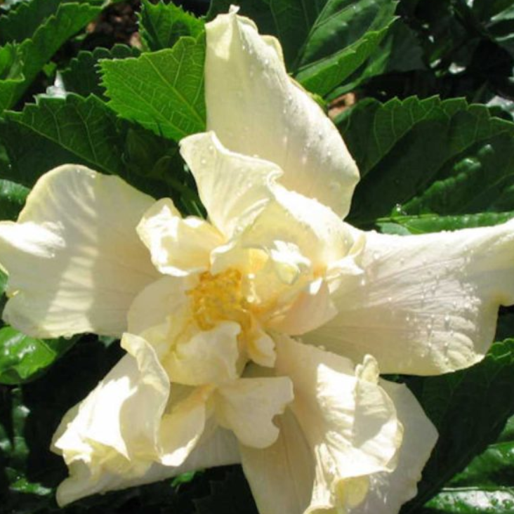Hibiscus rosa-sinensis White Kalakua
