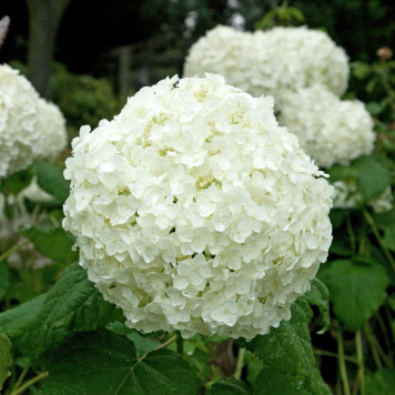 Hydrangea macrophylla White