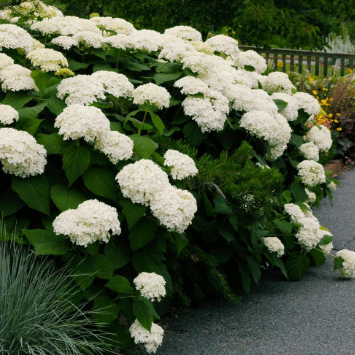 Hydrangea View Fun Hydrangea macrophylla White – Mountain View Nursery