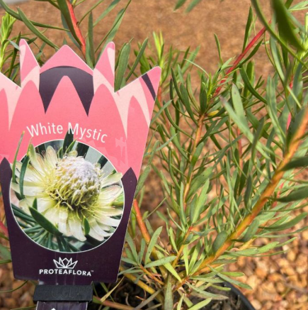 Protea scolymocephala White Mystic