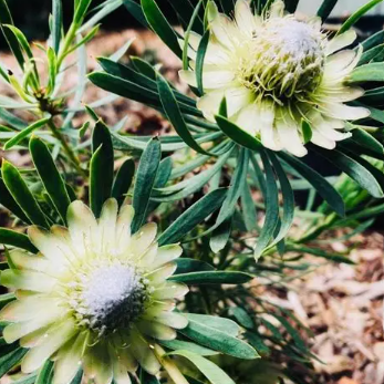 Protea scolymocephala White Mystic