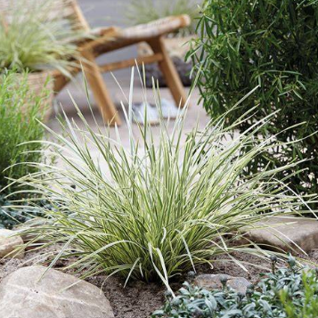 Lomandra longifolia White Sands